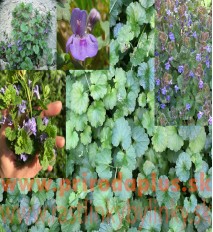 Zádušník brečtanovitý - (Glechoma hederacea L.)